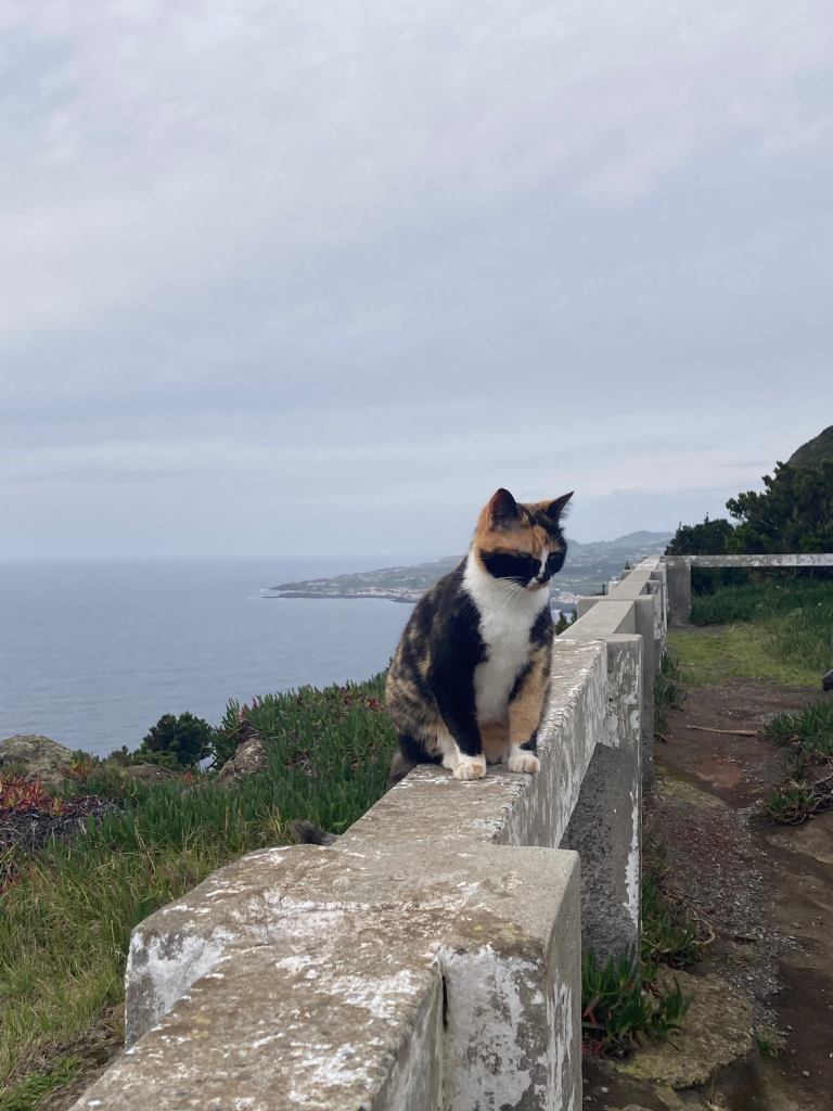 Cat in Monte Brasil